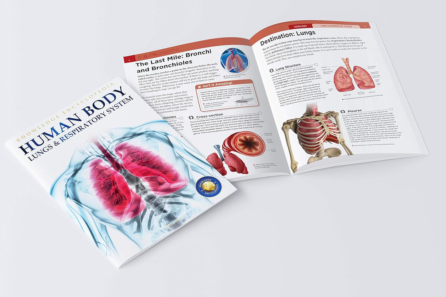 Human Body - Lungs and Respiratory System: Knowledge Encyclopedia For Children by Wonder House Books [Paperback] - versoz.com