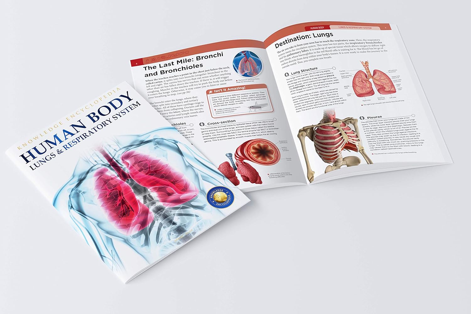 Human Body - Lungs and Respiratory System: Knowledge Encyclopedia For Children by Wonder House Books [Paperback] - versoz.com