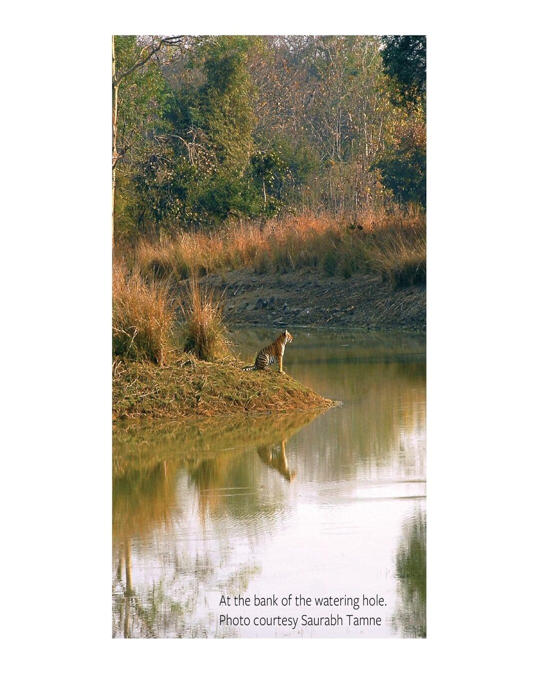 Maya: The Biography of a Tiger by Anant Sonawane [Hardcover]